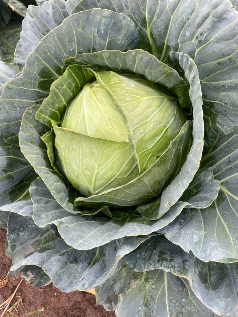 Fresh cabbage harvest at Kaptai Farms